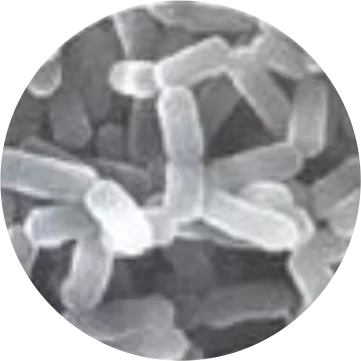 Japan made Coenzyme Q10 Diet