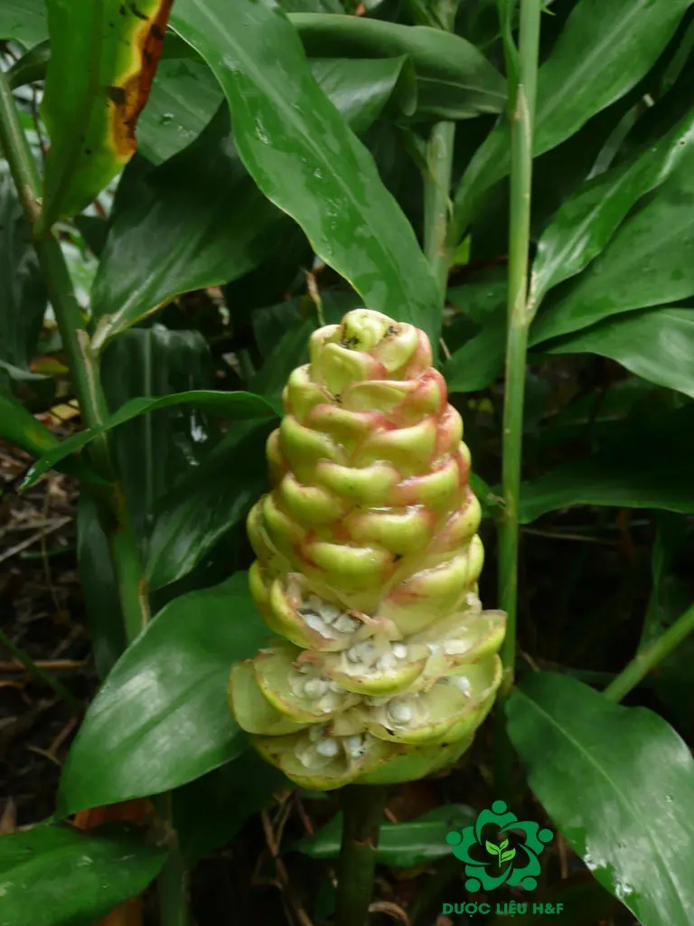 100% Organic Ginger Cooking and Medicine Ginger