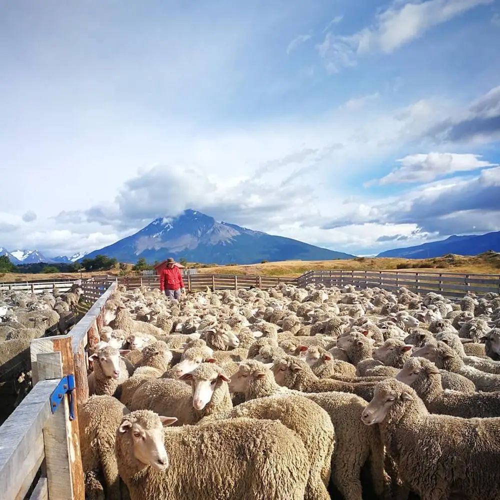 
Strong Healthy Live Georgian sheep for sale worldwide 