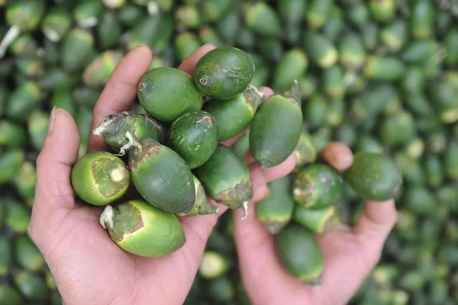 Оптовая продажа орех Areca/молодой Betel/сушеные кусочки betel nut