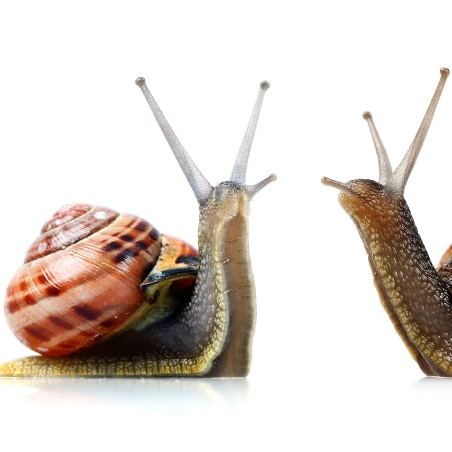 
Fresh Healthy Live Snails Helix Pomatia 