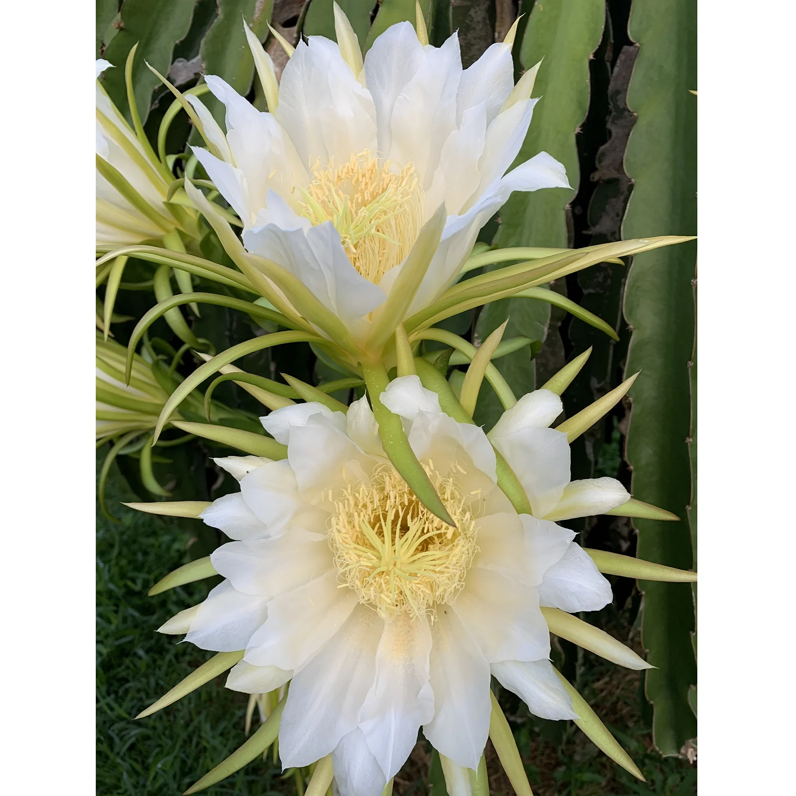 Вьетнам сушеный питая/сушеный Дракон фрукт цветок экспорт