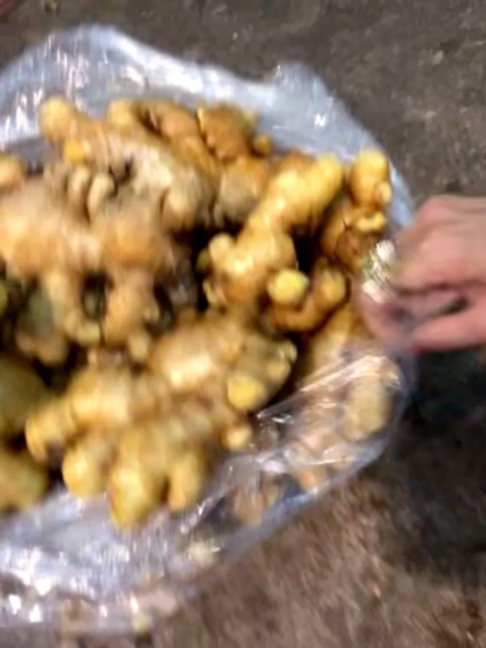 
Fresh Ginger for essential oil extract 