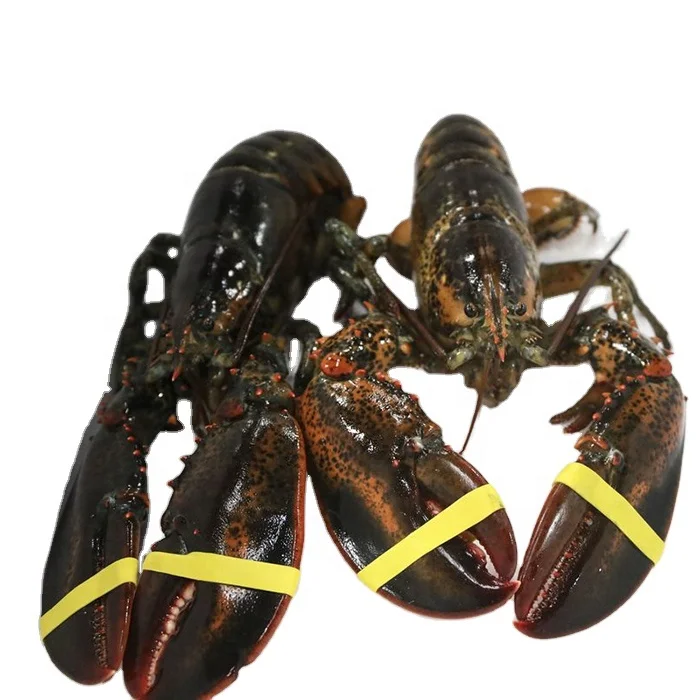 Frozen and Live Maine Lobsters for sale