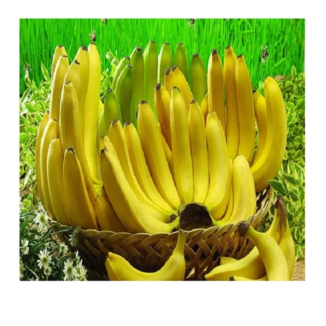  2021 EXPORT QUALITY CAVENDISH