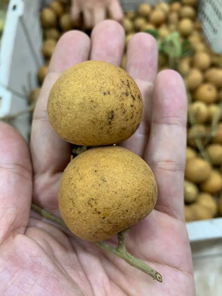 Longan фрукты Лонган свежих фруктов из Вьетнама с самым лучшим качеством.
