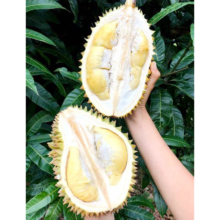Whole Fruit Durian D13 Malaysia Farm Premium Packing Best Durian Top Quality Frozen Durian Fruits Low Price