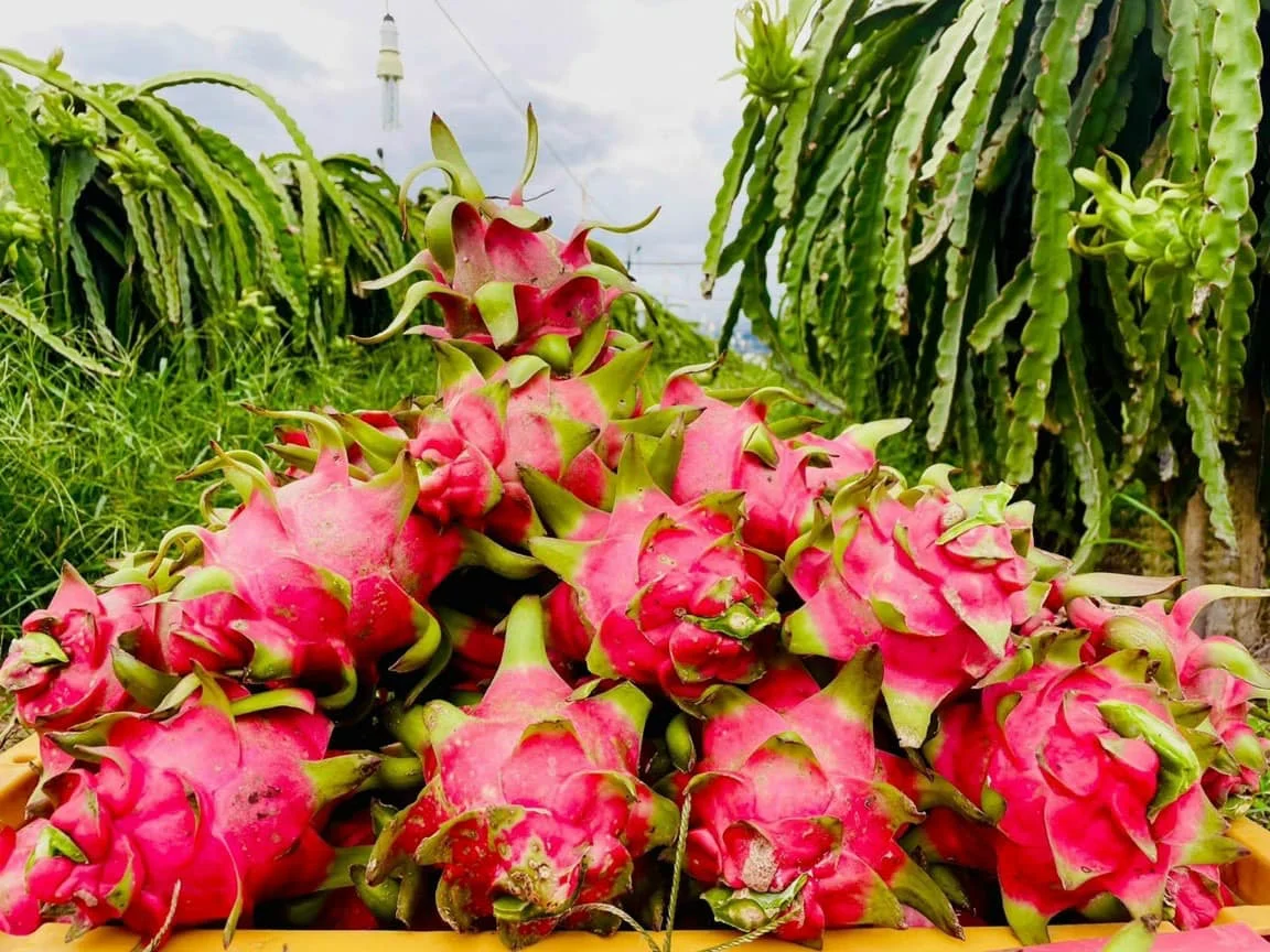 Growing dragon fruit seeds  -  Dragon fruit VietNam -  Natural Sweet Taste  with LC/TT at sight