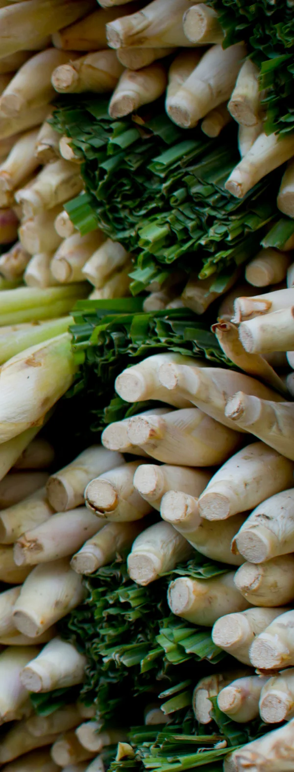 (Organic) Lemongrass Powder (1,000 gram) Thai Herbal Extract - Wholesale - custom size package & design (Product of Thailand)