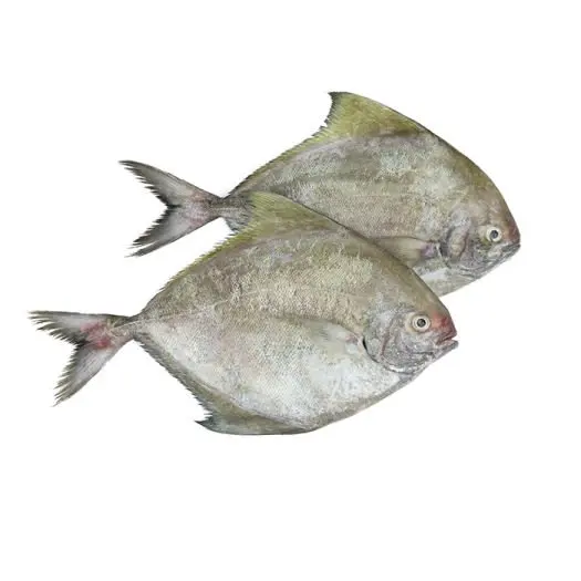 The High Quality IQF Black Pomfret with Best Price In Viet Nam (ThaiLien company, Ms Fiona +84908794118)