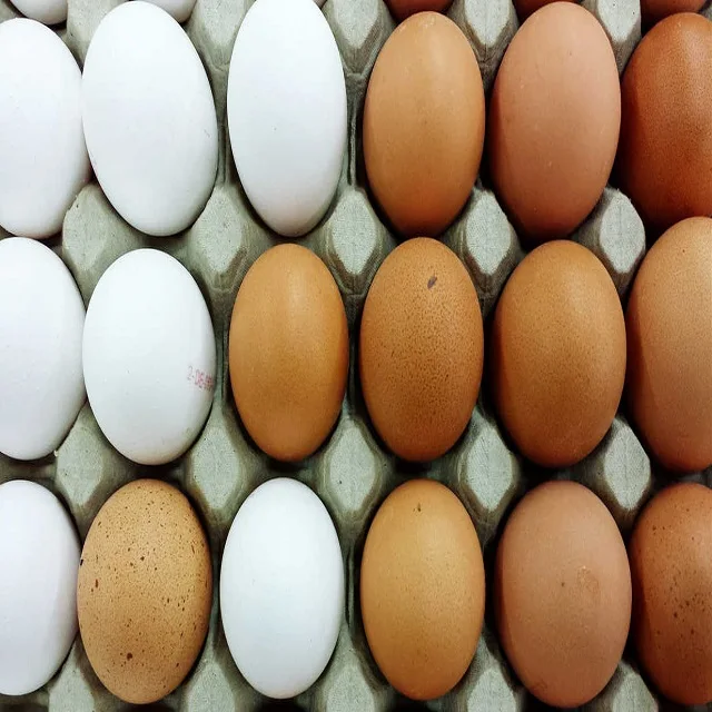 South African fresh farm white Chicken egg