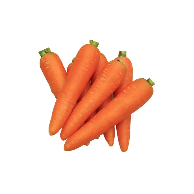 Manufactory direct carrot fresh vegetable in low price