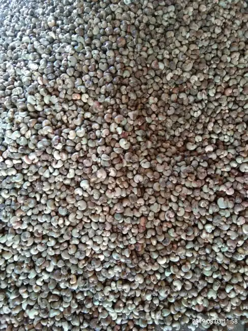 Cashews Nut In Shelled