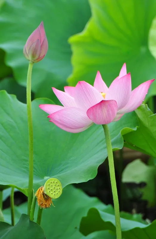 100% натуральное эфирное масло лотоса из Вьетнама/Жасмин + 84 896679047