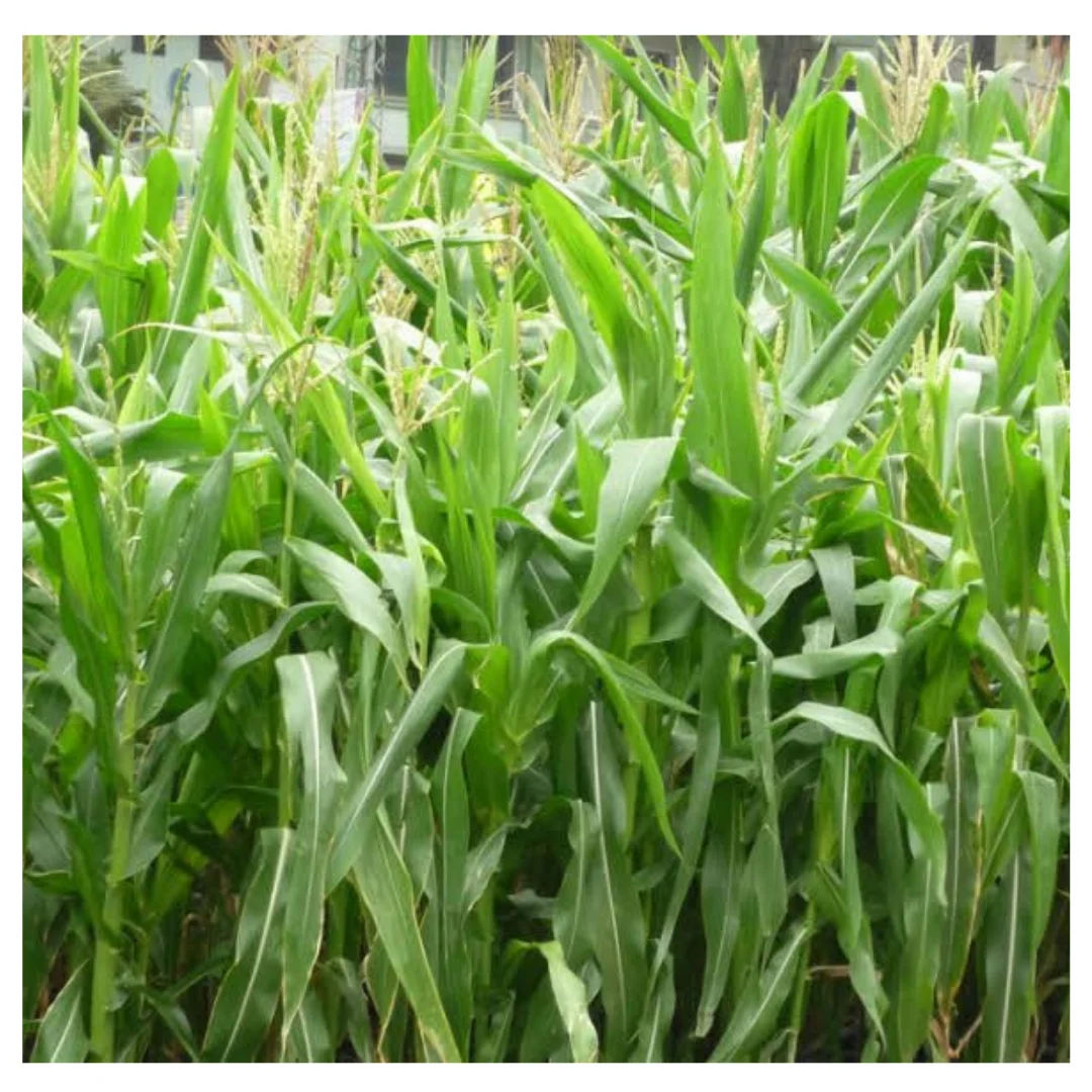 
Corn Silage High Quality Cheap Price/ Corn Silage in Vietnam/ Corn Silage for Animal Feeding 