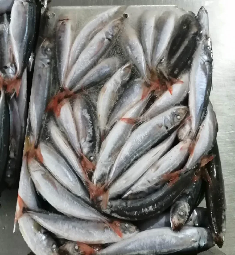 FROZEN NATURE Whole Body Decapterus Kurroides Redtail Scad with 2 Years Shelf Life