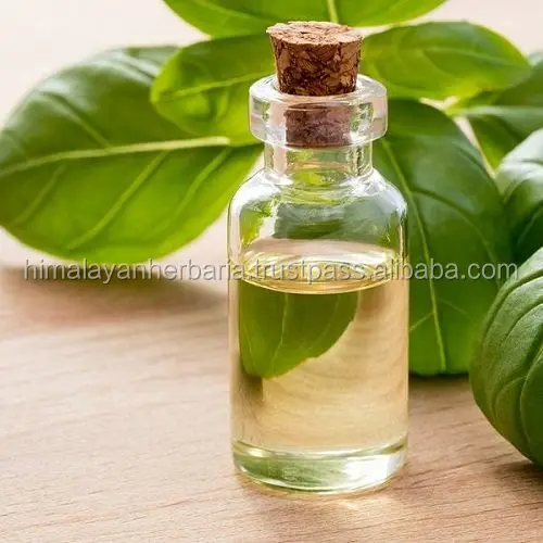 Organic Basil Oil | Ocimum basilicum Oil | Sweet Basil Oil ct Linalool - 100% Pure Essential Oils - Bulk Wholesale Price