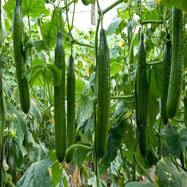 Fresh Vegetables Green Cucumber for sale Best price Kh