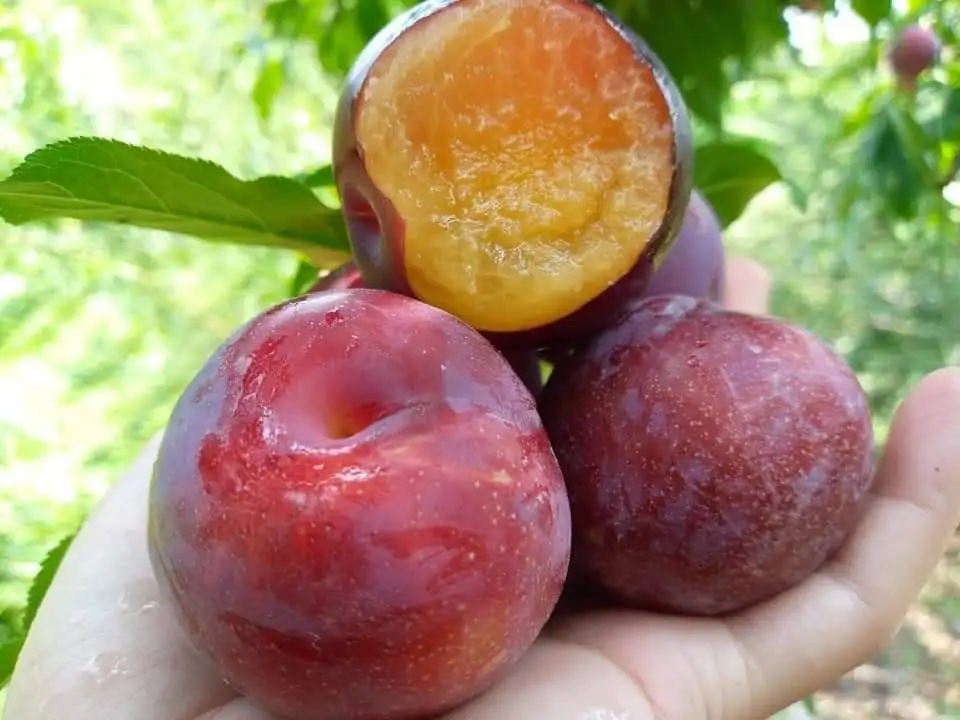 
Fresh Cherry Plum Cherry doi Wholesale From Thailand 