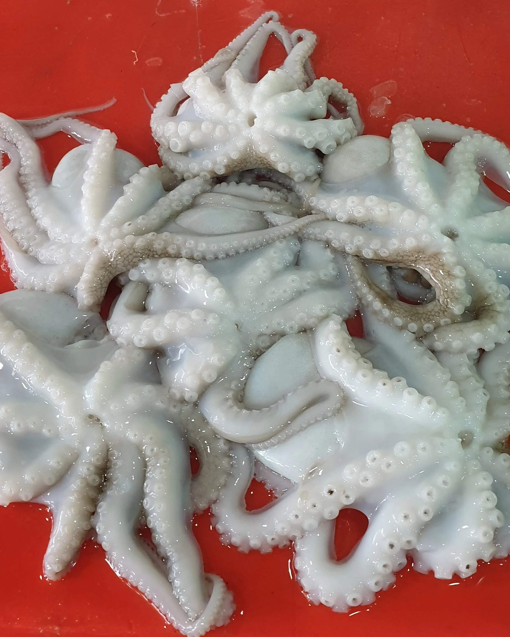 OCTOPUS FOR SALE