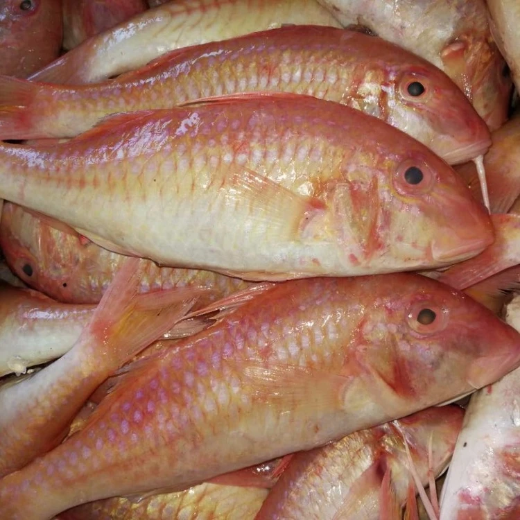 High Quality Frozen Red Mullet Fish Wholesale Price from Turkey seafood