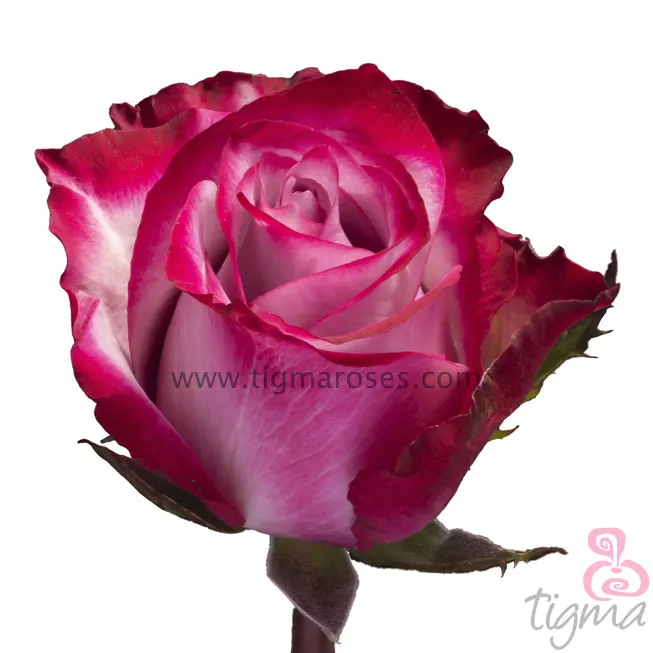 Большое разнообразие темно-фиолетовых свежих цветов для свадьбы, Эквадор, ферма, оптовая продажа