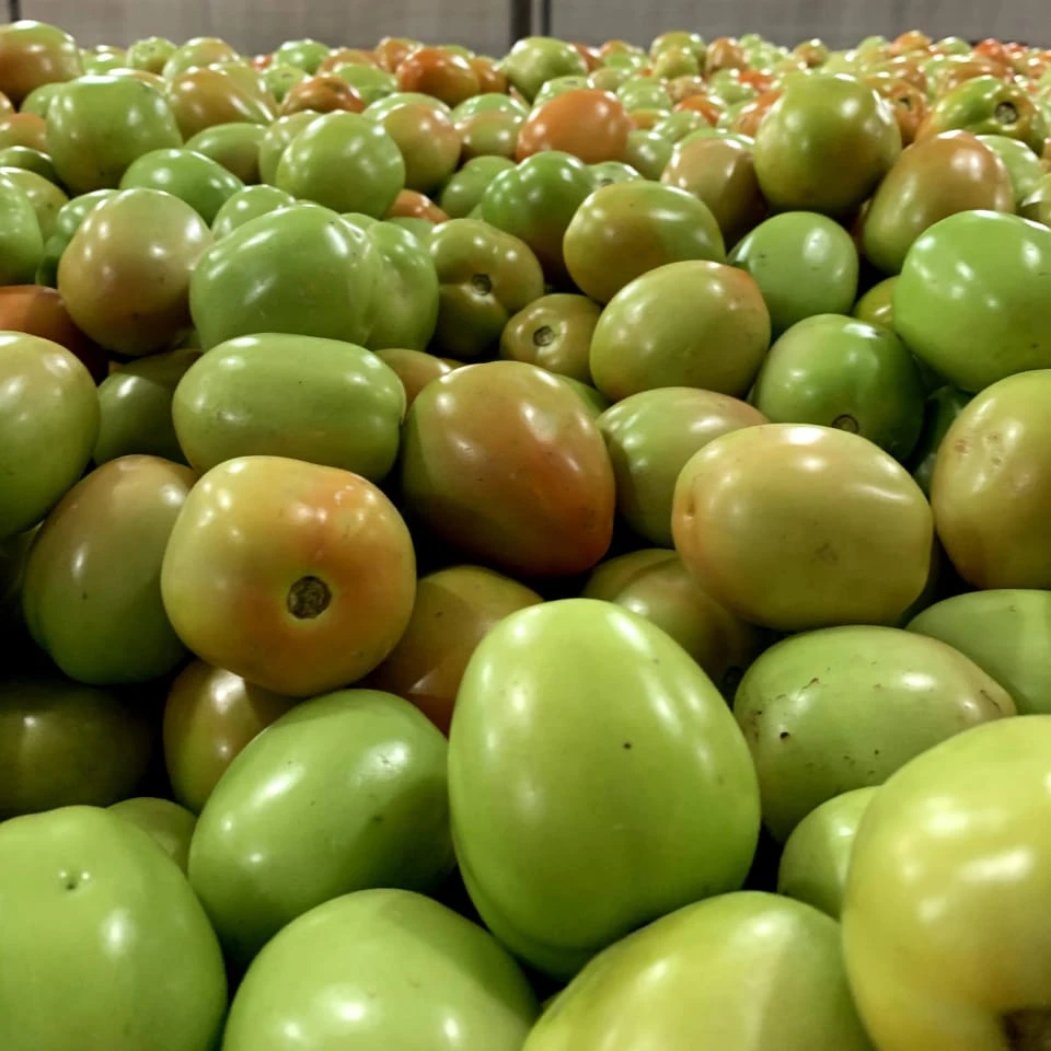 Fresh Premium Indian Quality Tomato