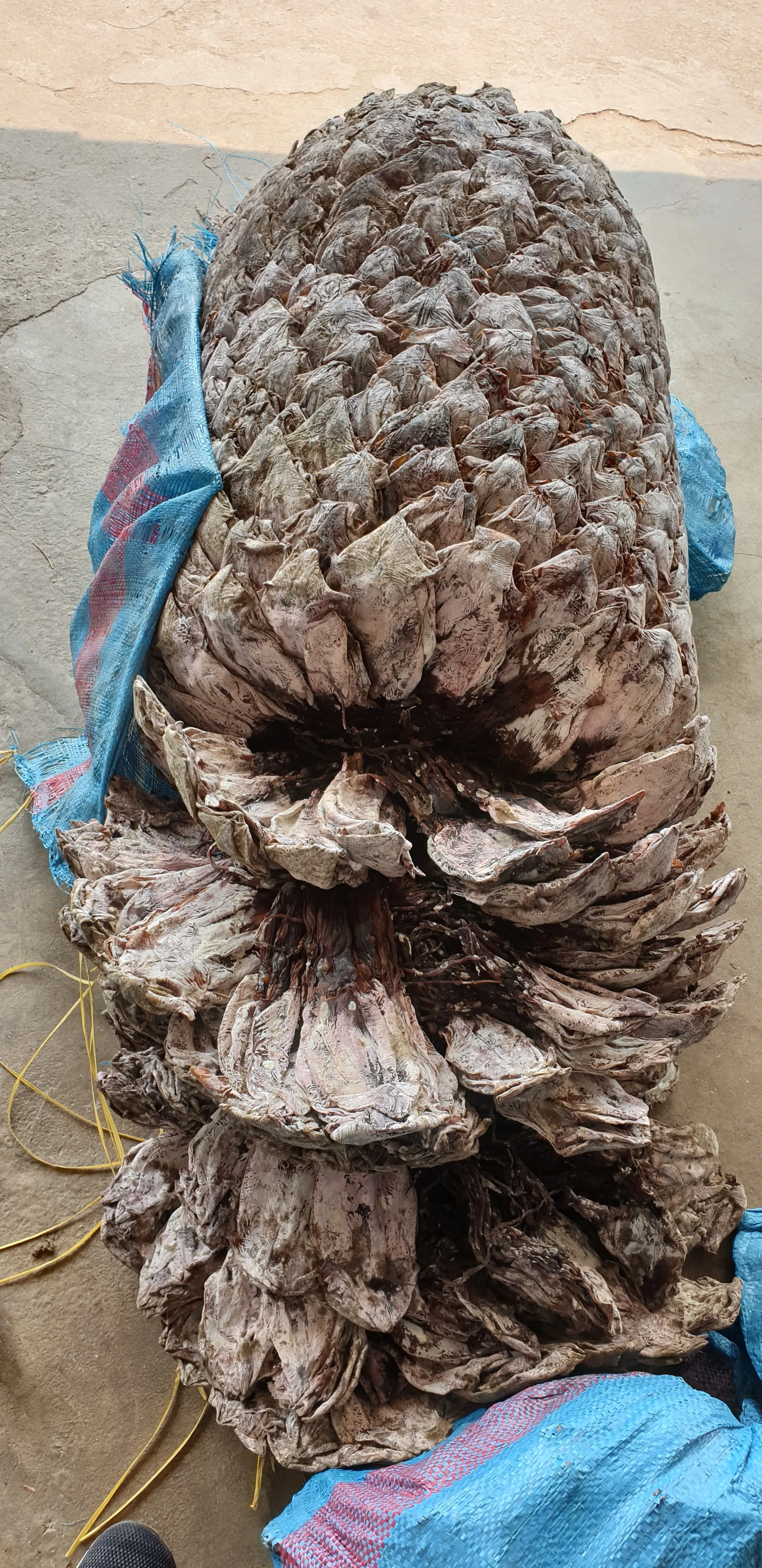 
HIGH QUALITY - DRIED BLACK SQUID 