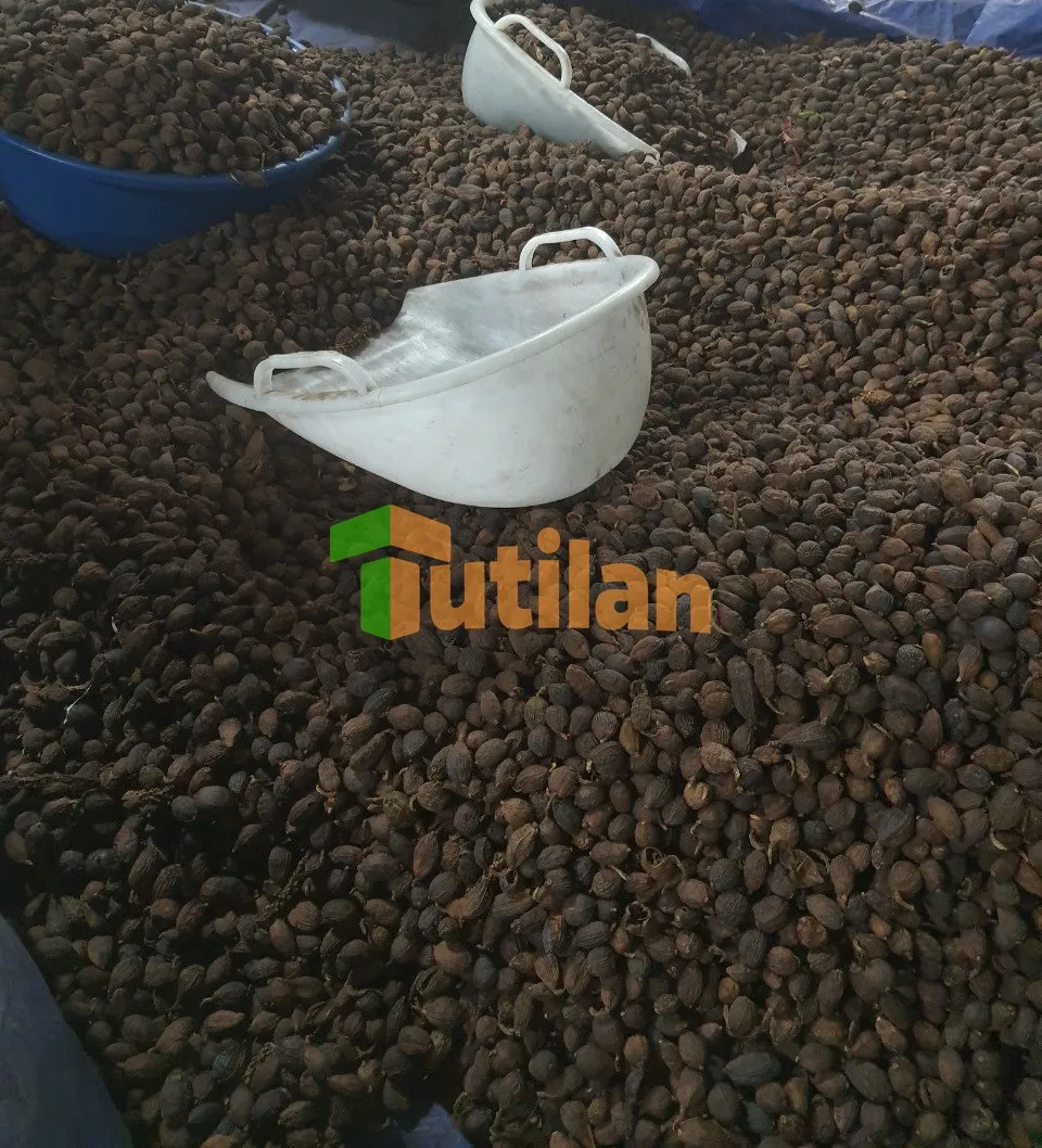 TOP SALE SINGLE SPICES & HERBS HIGH QUALITY NATURAL CARDAMOM