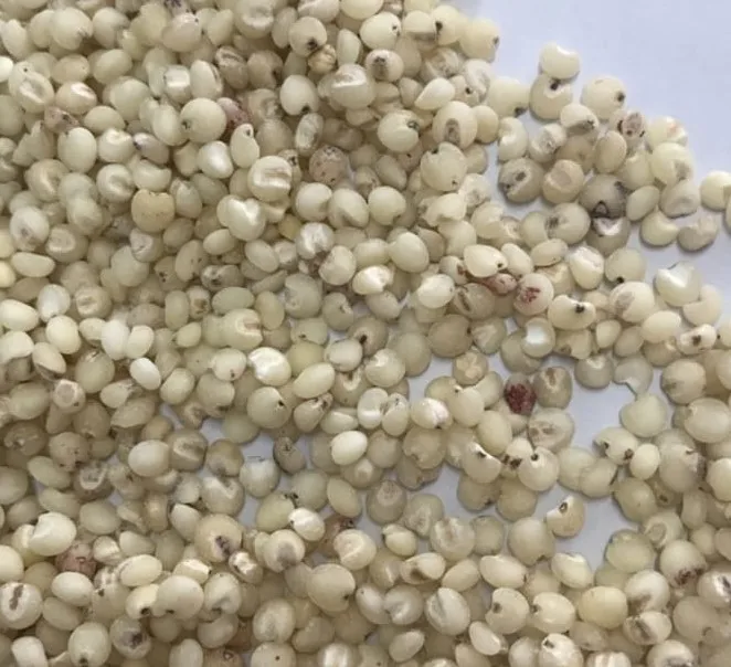 White fresh quality Sorghum Seeds