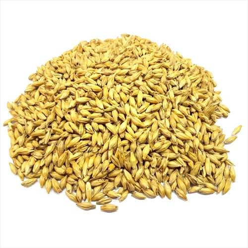 New Crop Barley for malt / Barley Animal feed For Sale