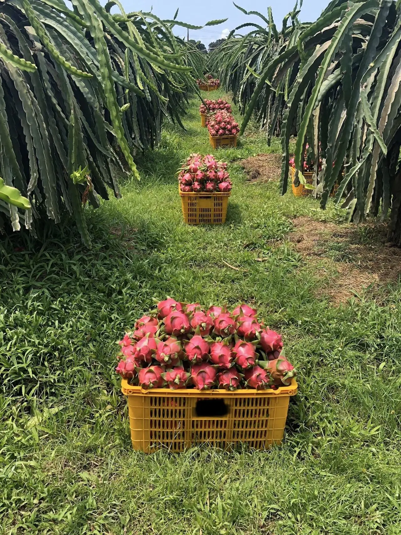 Fresh Dragon fruit from Vietnam