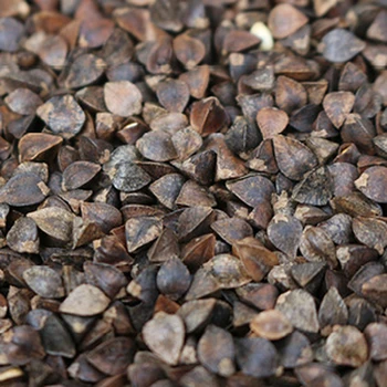 Семена японской гречихи