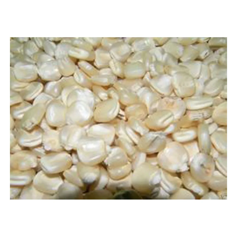 
Top Grade White Corn Maize For Animal Feed avaialbe 
