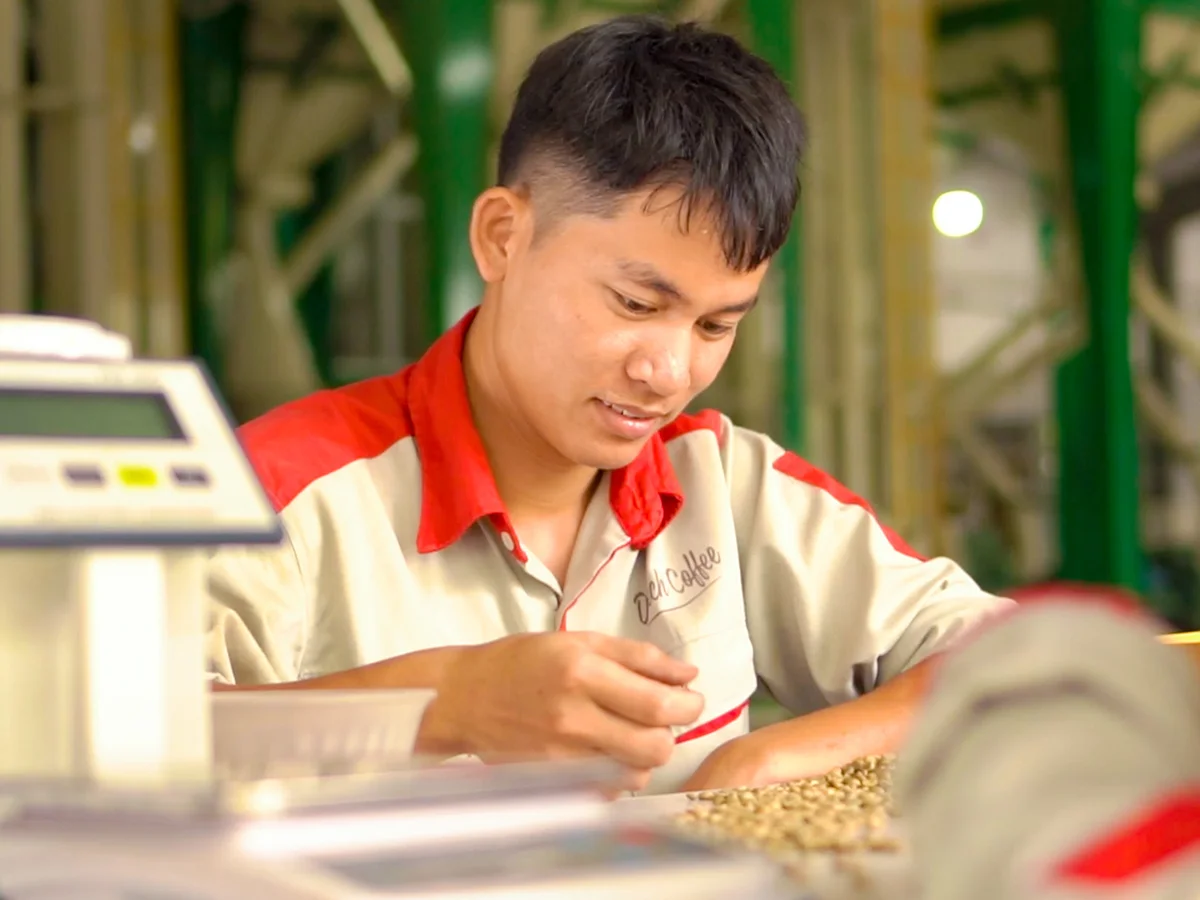 Высококачественные Зеленые зерна кофе Арабика мокрые полированные вьетнамские оригинальные небольшие заказы по конкурентоспособной цене