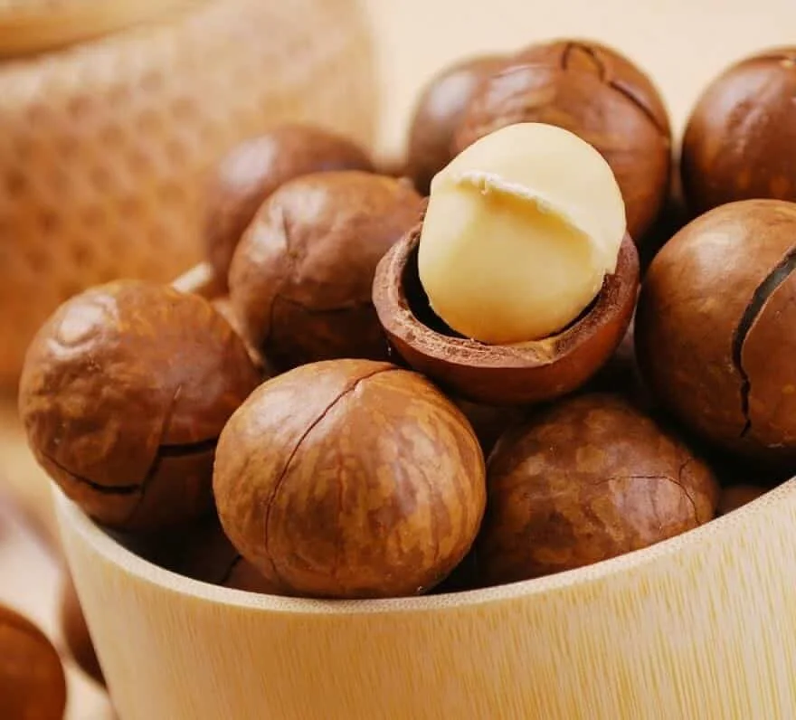 Maccadamia Nuts Raw Healthy Food Macca in Shell from Vietnam