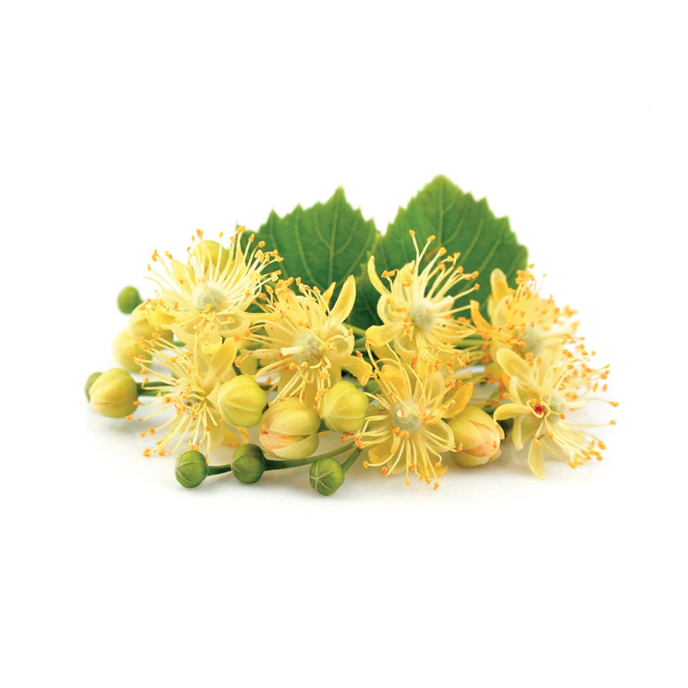 Top Supplier Organic Linden Blossom Absolute Oil 100% Pure Natural Cherry Blossom Essential Oil For Sale