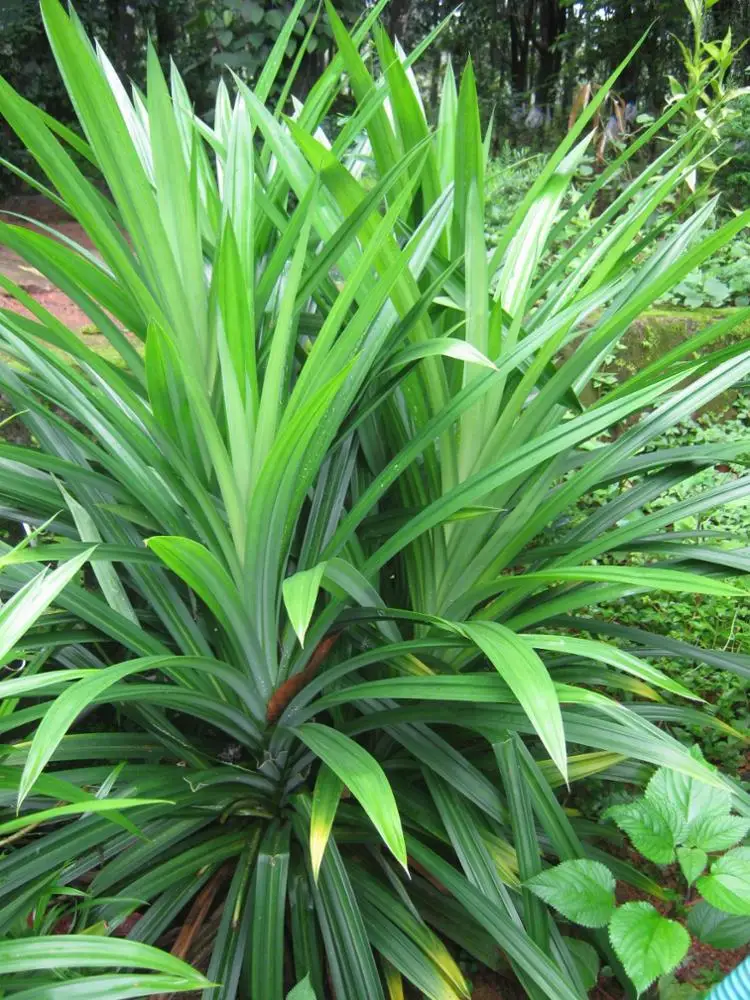 Листья Pandanus из Вьетнама-оптовая продажа свежие/замороженные/сушеные