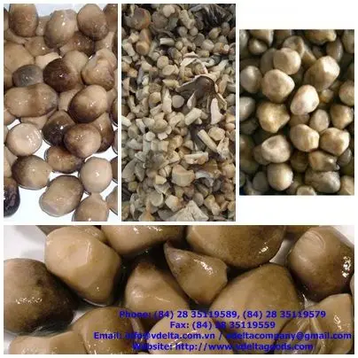 Best Quality Straw Mushroom In Vietnam 2020 -Vivian Ha +84 33 88 20 462