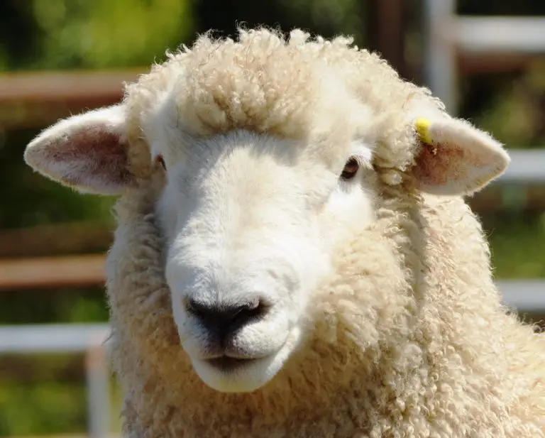 
Cheap Awassi Sheep / Fat Tail Awassi Sheep / Live Healthy Sheep 