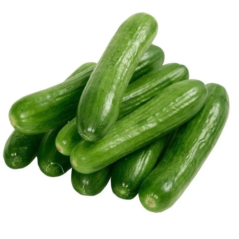 
High Quality Fresh Cucumber/Frozen Cucumber/Sea Cucumber 