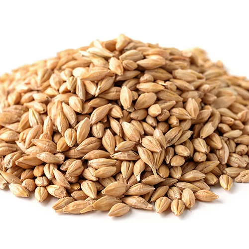 
Barley Grains Premium Barley Seeds/Animal feed barley/bulk barley grains Malted Barley Malt grain for sale Top Grade 