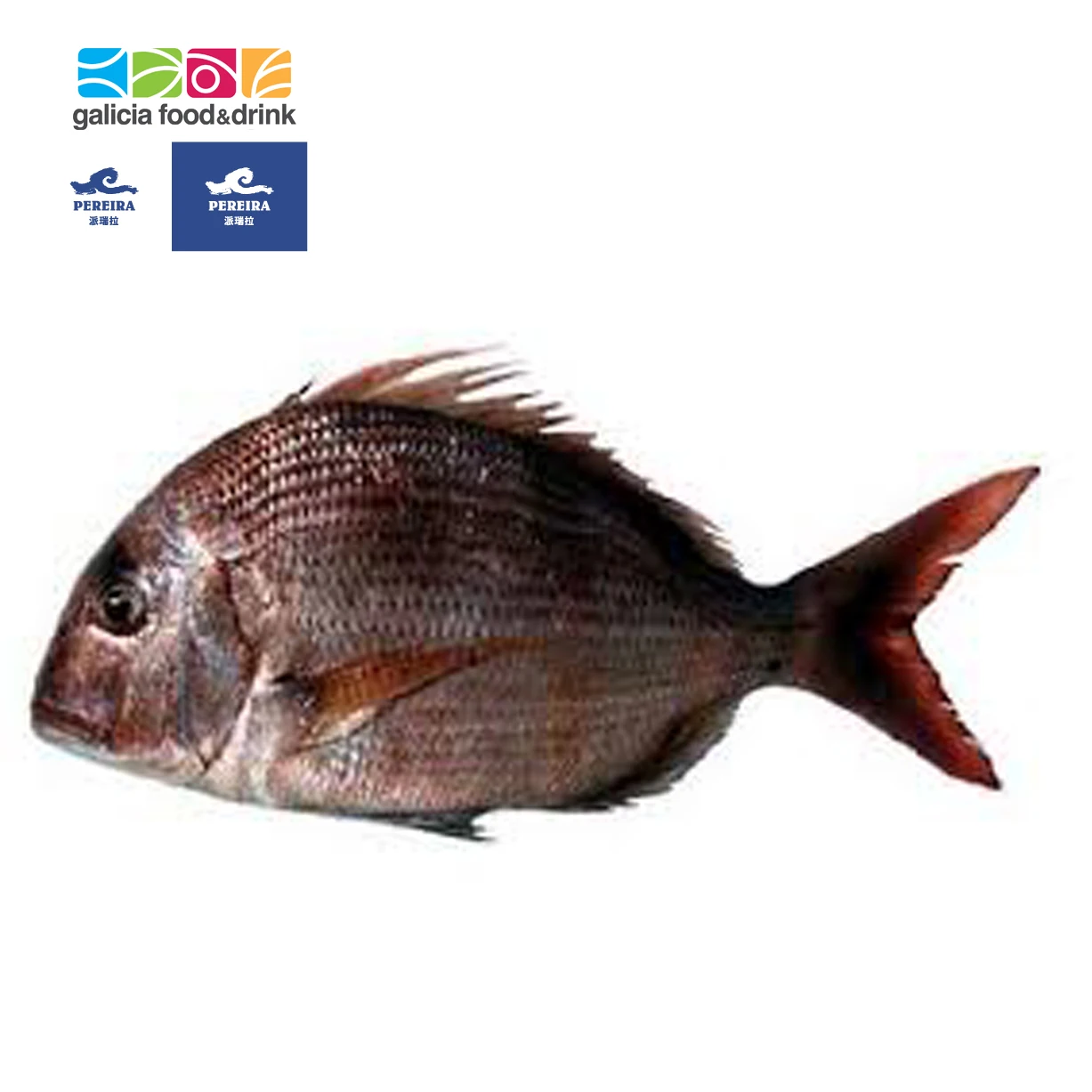 Frozen Dentex W/R [Pereira productos del mar- Pereira Group]