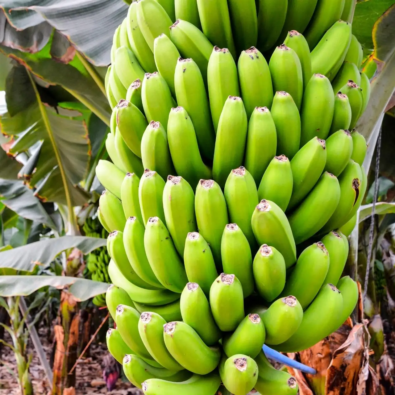 BEST PRICE FRESH CAVENDISH BANANA FOR CHINA $ KOREA MARKET