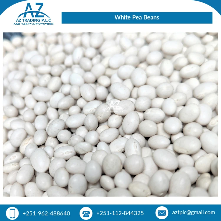 Best quality White Beans New Harvest NON GMO fully organic Long Shape White Kidney Beans best price navy beans from Ethiopia