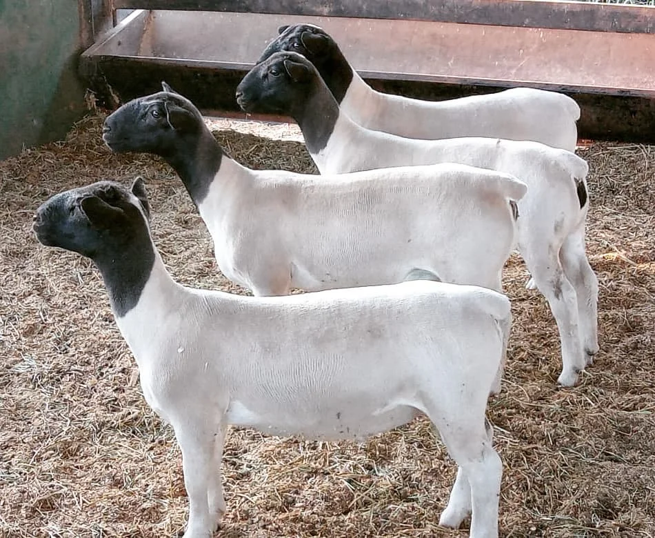
Dorper sheep 