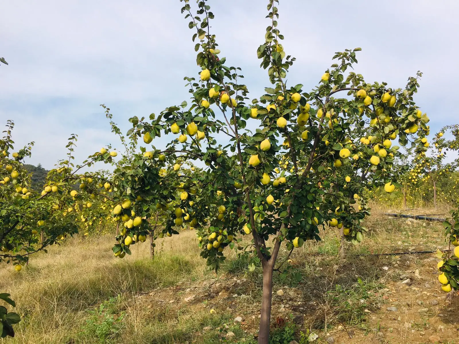 Quince Jam %100 Naturel Best Quality  Pure 400 Gr Beet Sugar Whosale Best Price From Turkey
