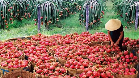 fresh Dragon Fruit with Competitive Dragon Fruit for sales