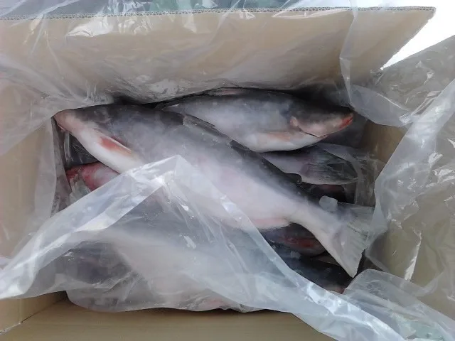 Top Seafood Exporter Premium Frozen Fresh Pangasius/ swai/basa Fillets