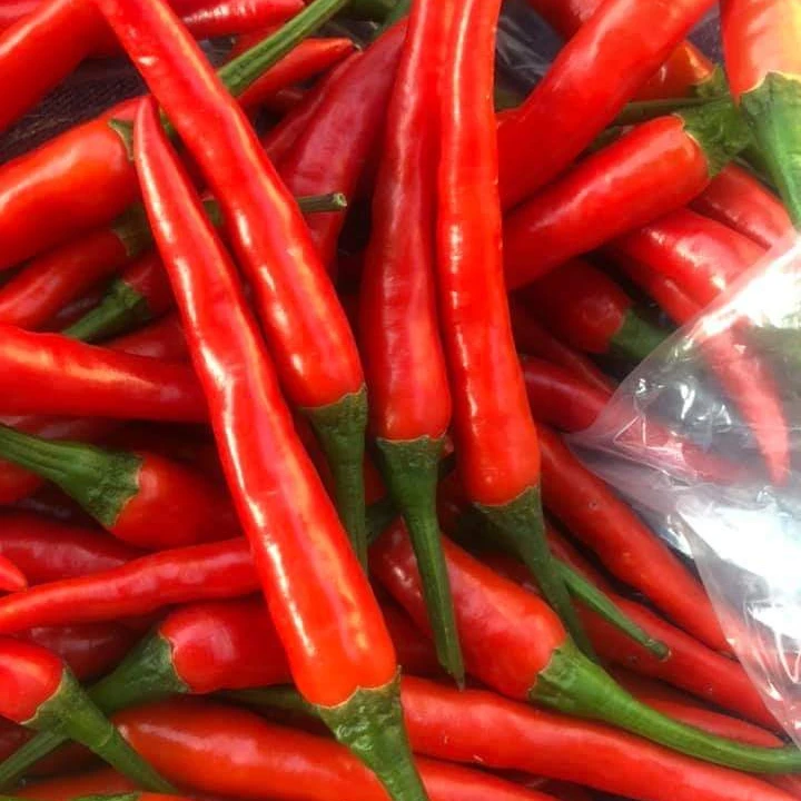 Red Chilli High Quality from Vietnam , contact +84963818434